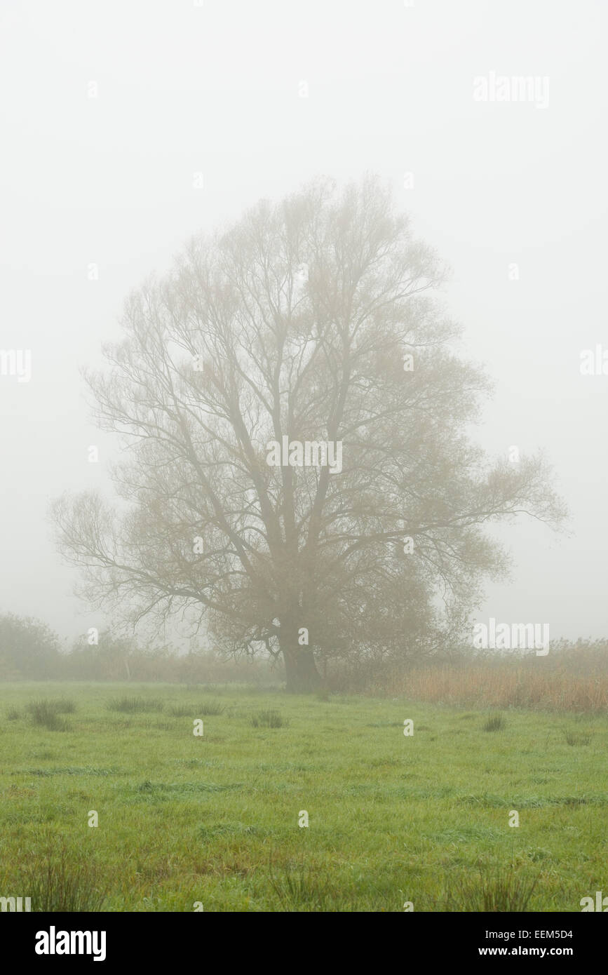 Einsame Crack Willow oder spröde Weide (Salix fragilis) im Nebel, Niedersachsen, Deutschland Stockfoto