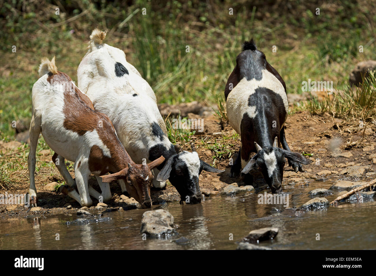 Somalische Ziegen oder gallaDance Ziegen trinken am ganzes Wasser, Bono, Äthiopien Stockfoto