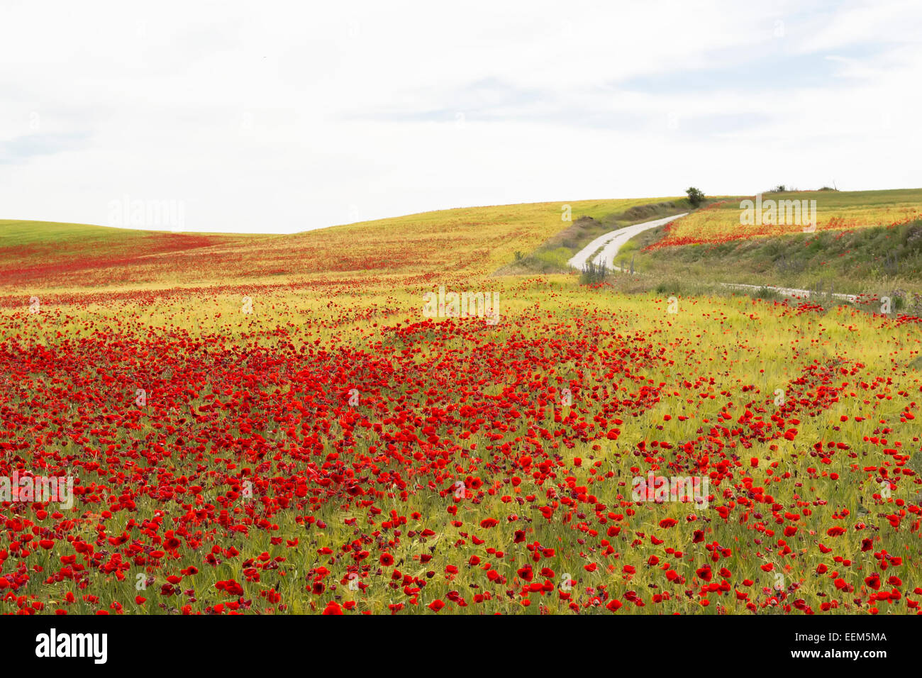 Feld voller Mohnblumen Blumen durchzogen von verwinkelten, unbefestigt, Country road Stockfoto