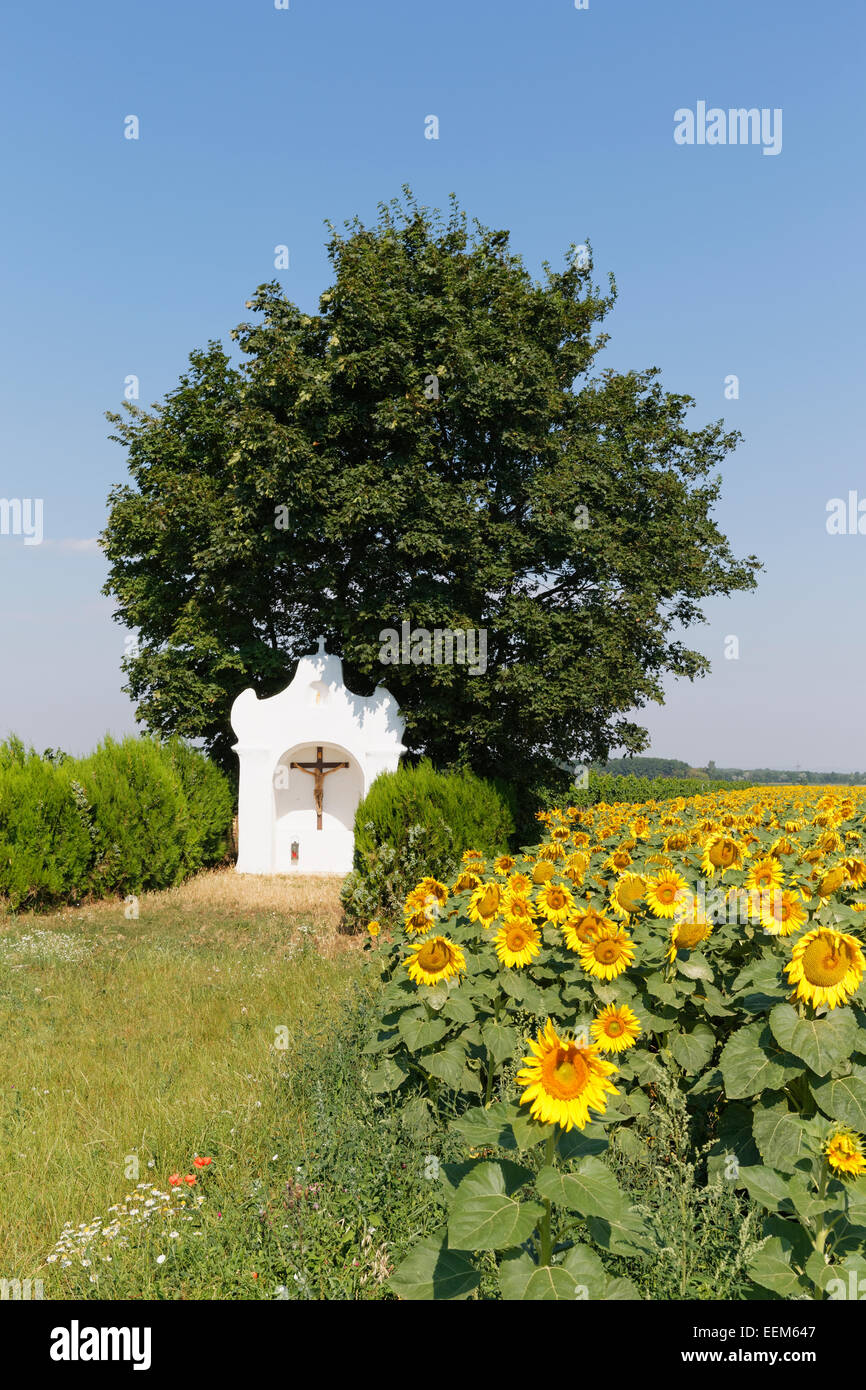 Kapelle und Sonnenblumen Feld im Seewinkel, Nordburgenland, Pamhagen, Burgenland, Österreich Stockfoto