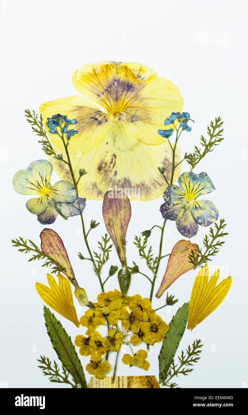 Gepresste Getrocknete Blumen Stockfotos und -bilder Kaufen - Alamy
