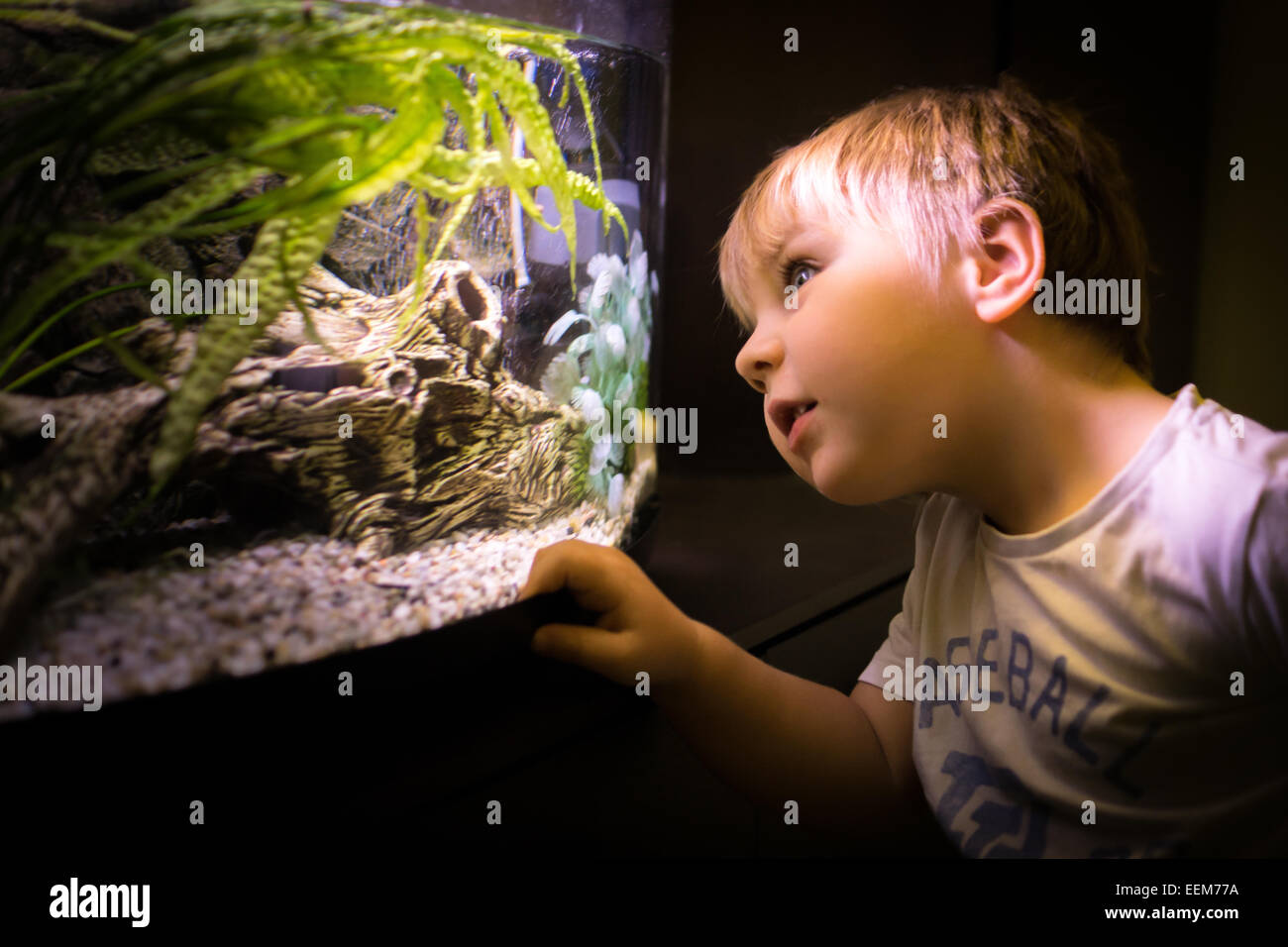 Porträt des jungen suchen durch Aquarium Glas Stockfoto