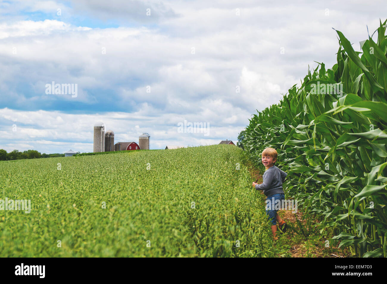 Junge, der am Rande eines Maisfeldes läuft, USA Stockfoto
