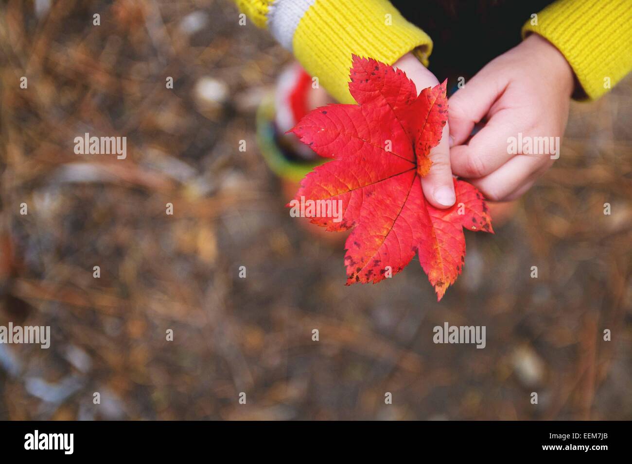 Ansicht von oben eines Jungen mit einem Herbstblatt, USA Stockfoto