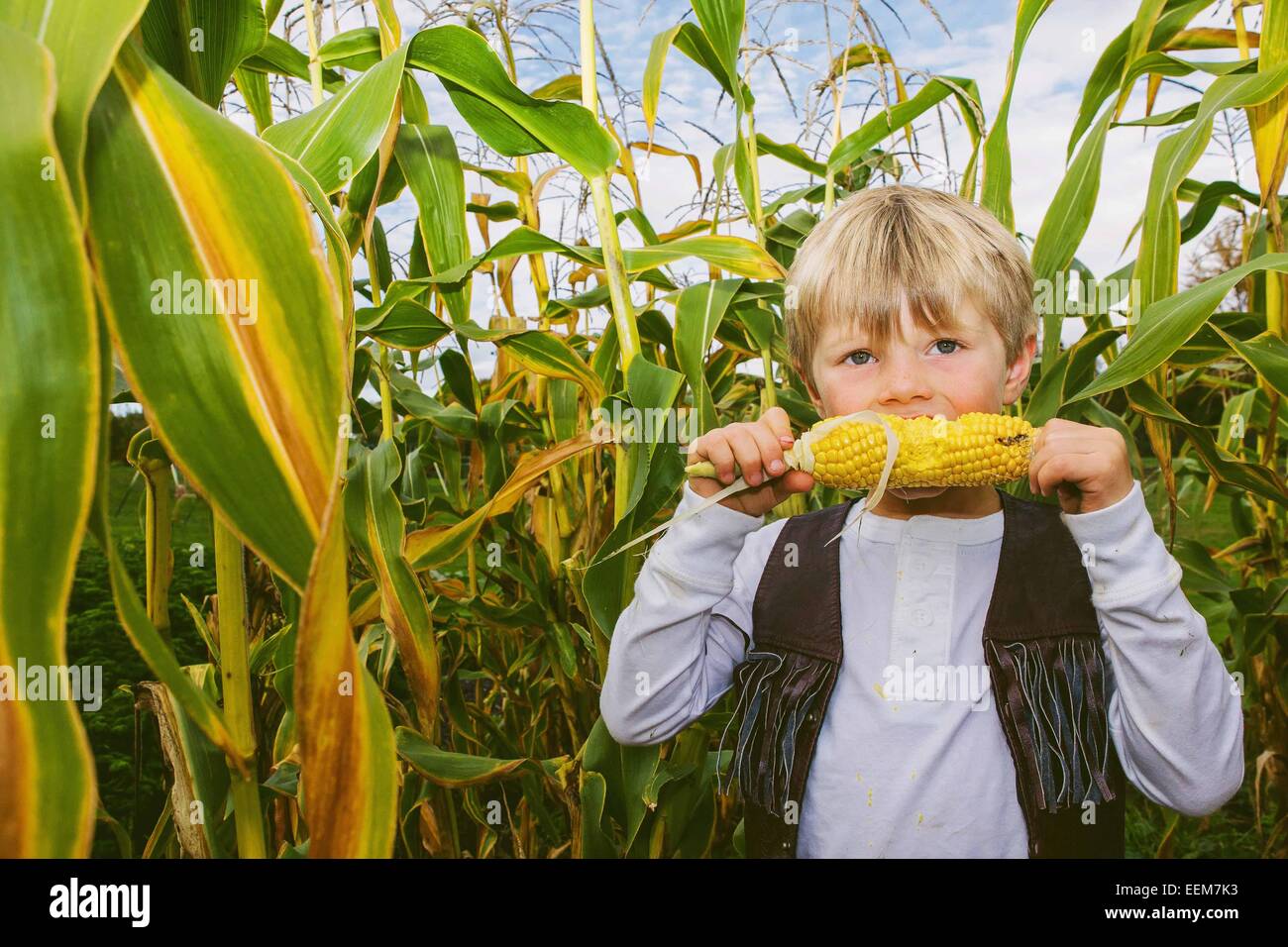 Junge, der in einem Maisfeld steht, das Süßkorn isst, USA Stockfoto
