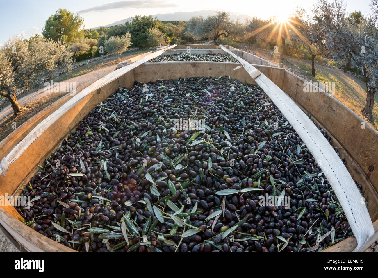 Frisch gepflückt voll de Hügelstrang Oliven (aka Salcena) auf der Rückseite eines Traktors, Tarragona, Katalonien, Spanien Stockfoto