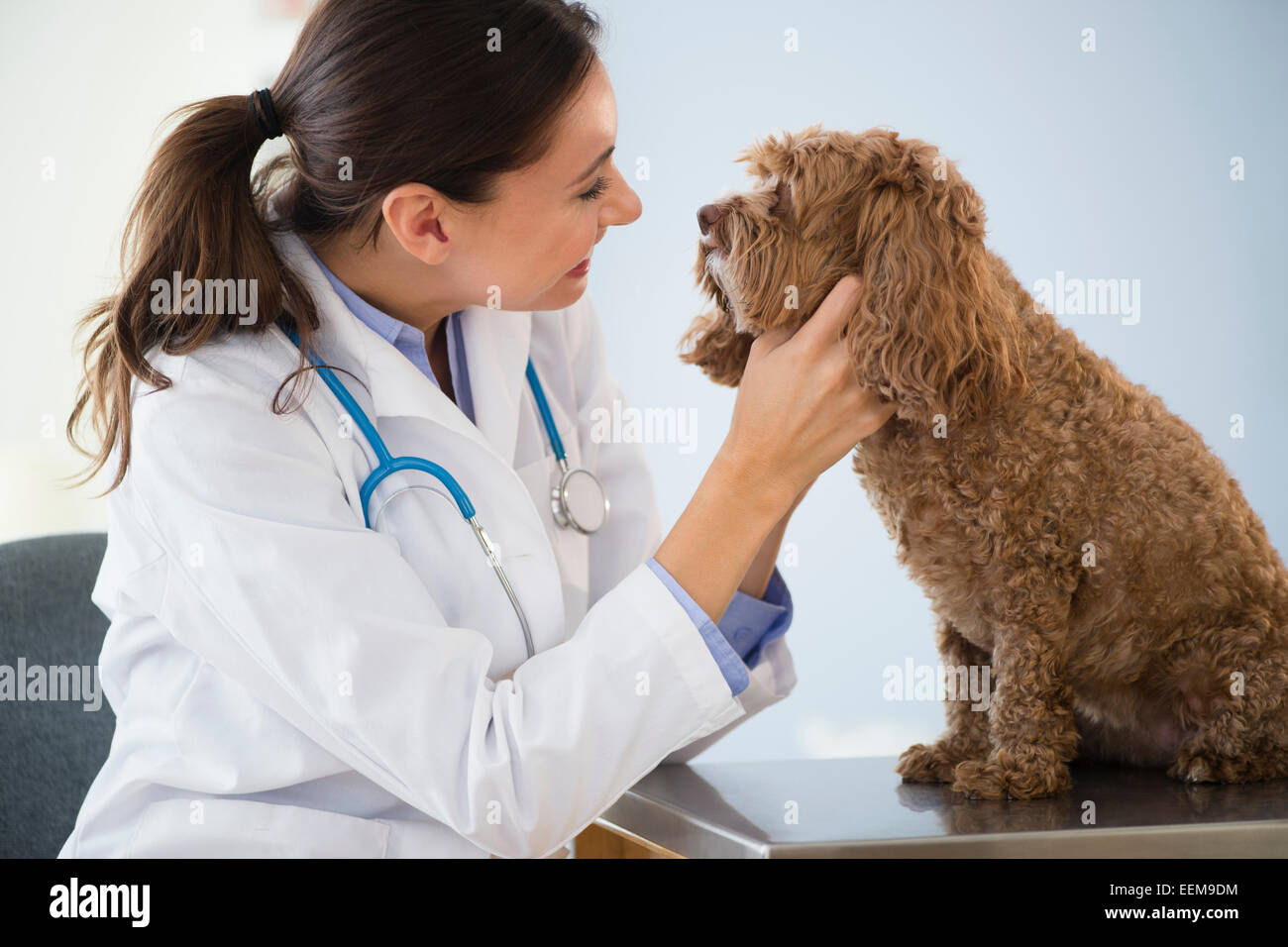Kaukasische Tierarzt überprüfen Mund des Hundes Stockfoto