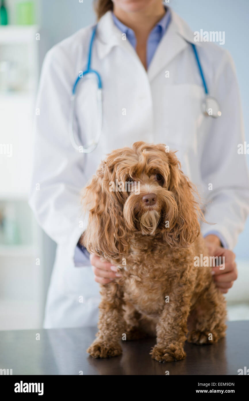 Kaukasische Tierarzt Untersuchung Hund Stockfoto