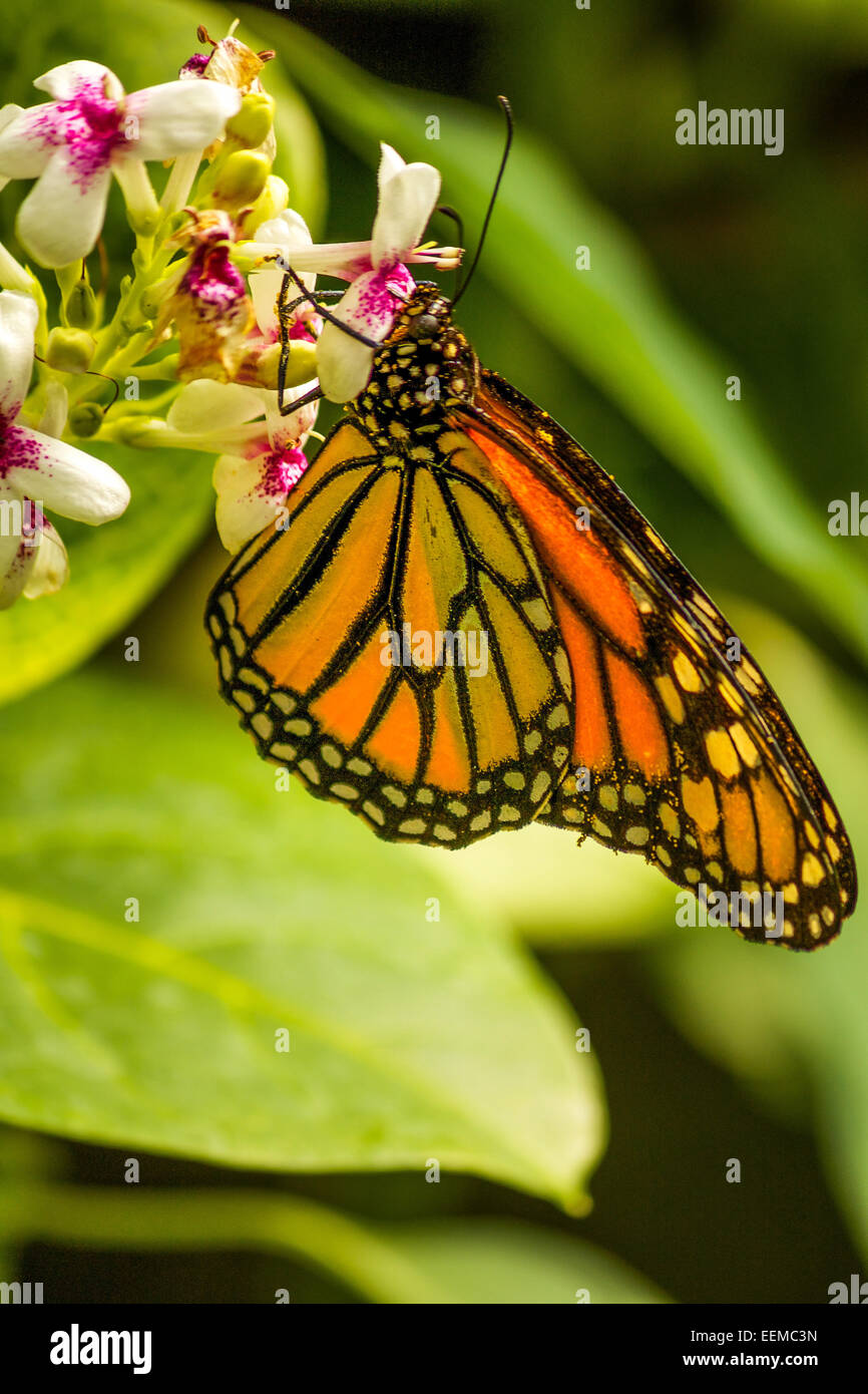 Monarch-Schmetterling ruht auf einer Blume Stockfoto