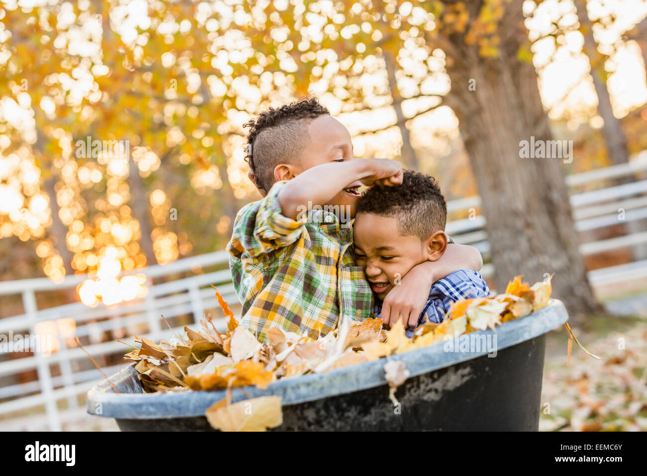 Brüder spielen im Herbstlaub in Schubkarre Stockfoto