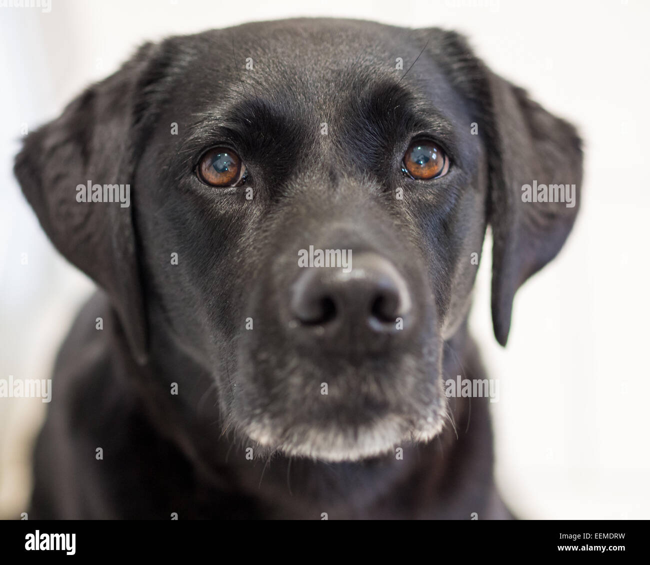 Schuss von einer Erwachsenen schwarzen Labrador Retriever Hund Gesicht hautnah. Stockfoto