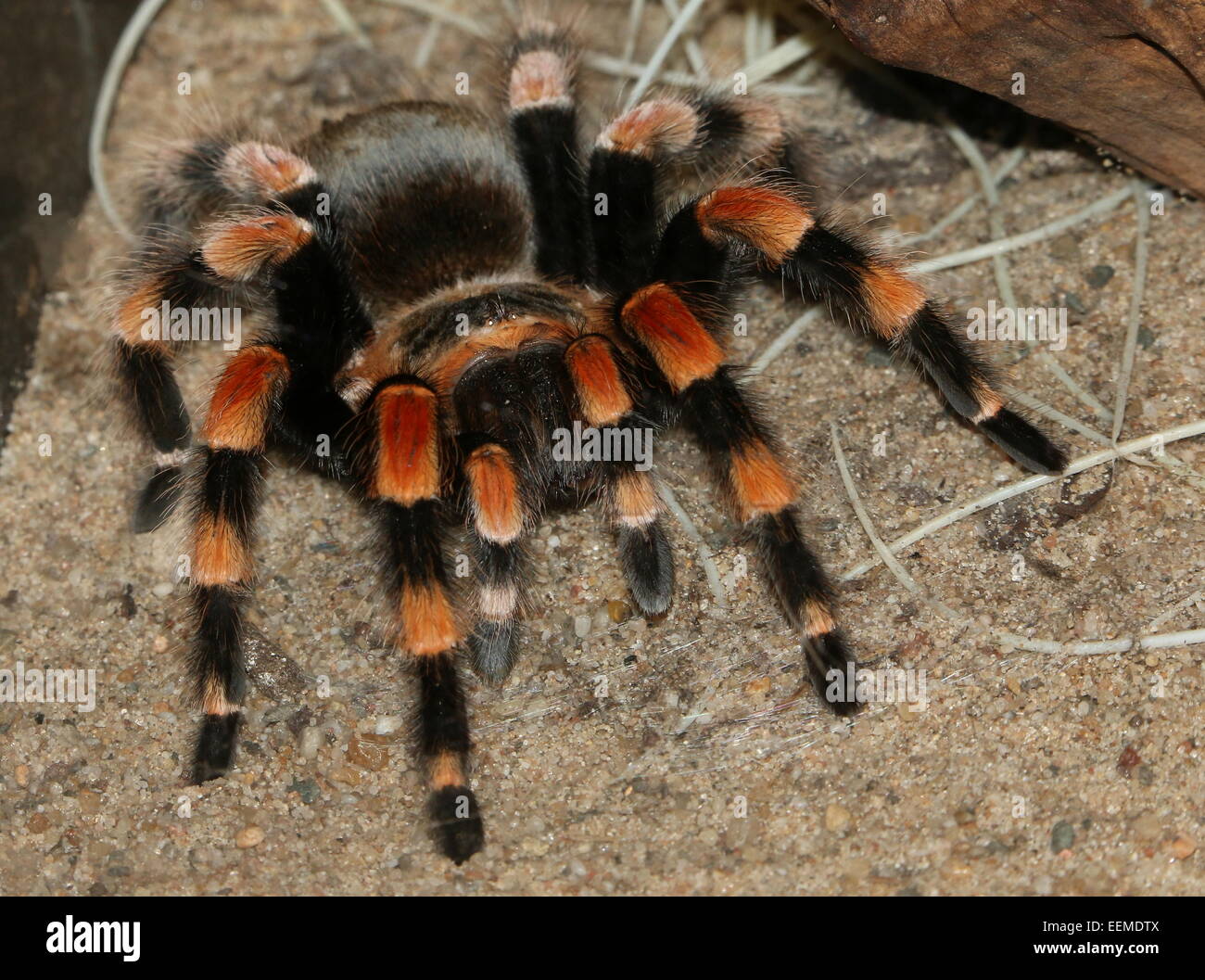 Mexikanische rote kneten Vogelspinne (Brachypelma Smithi) Stockfoto