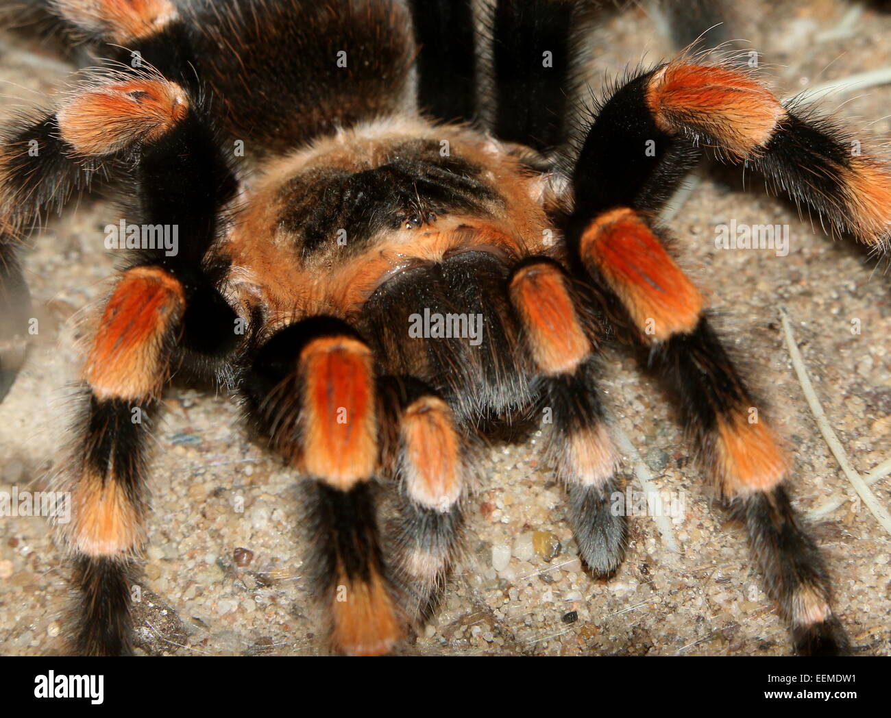 Mexikanische rote kneten Vogelspinne (Brachypelma Smithi) Stockfoto