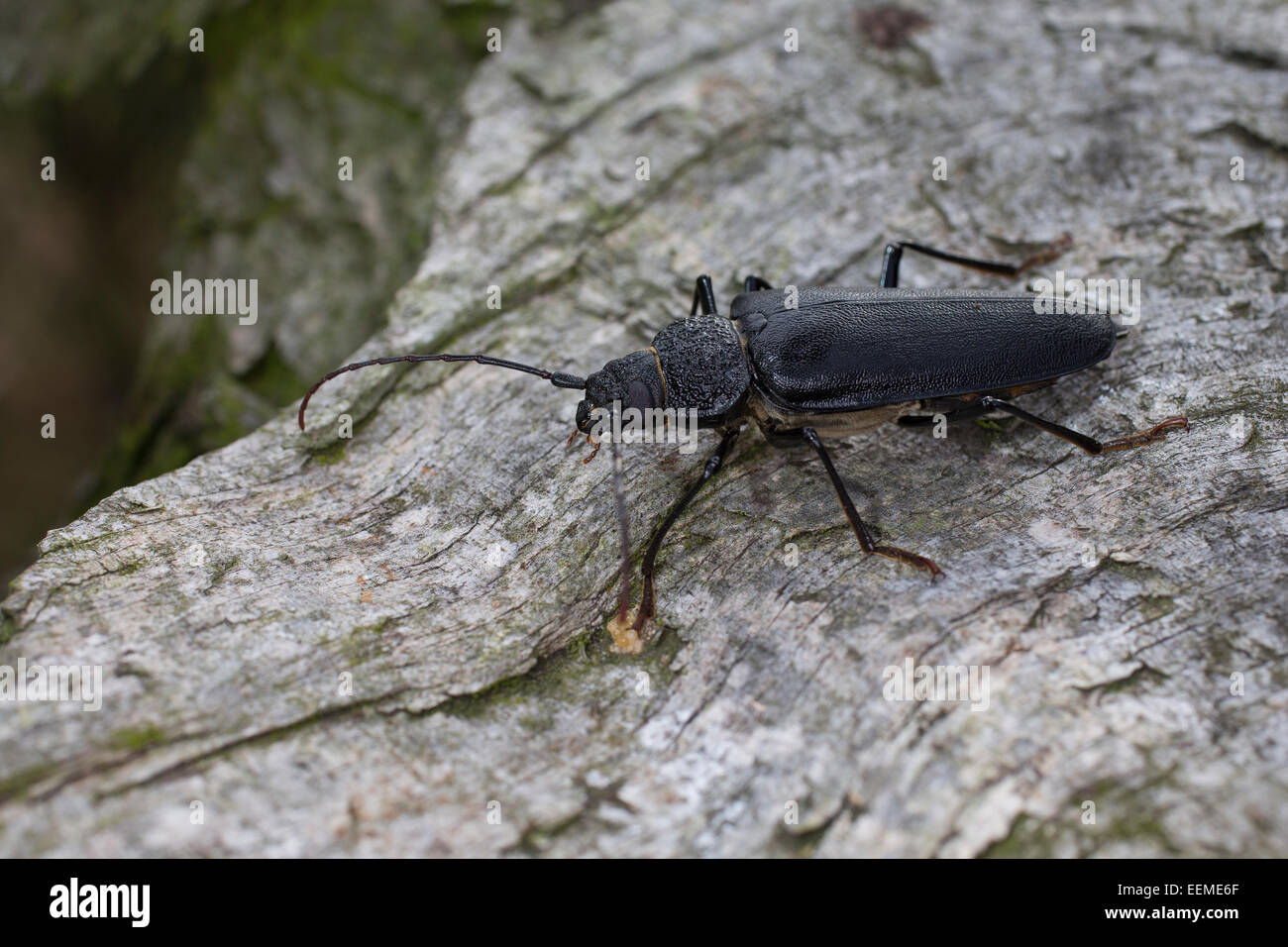 Tischler Longhorn, lange gehörnte Käfer, Weiblich, Mulmbock, Zimmerbock, Weibchen, Ergates Faber Stockfoto