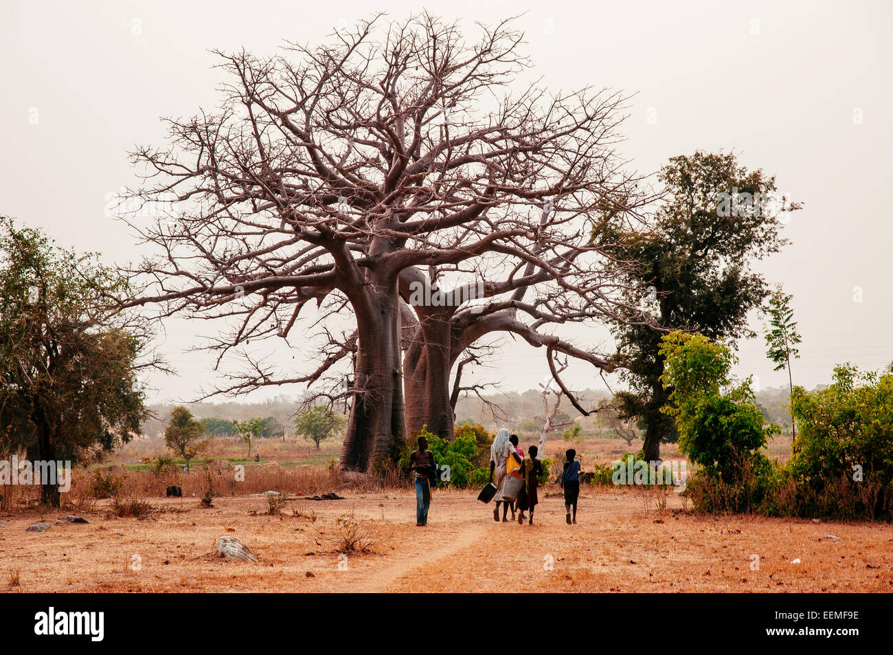 Kinder nach Hause unter den Baobab-Bäumen an einem nebligen Abend, Land der Kassena, Ghana. Stockfoto