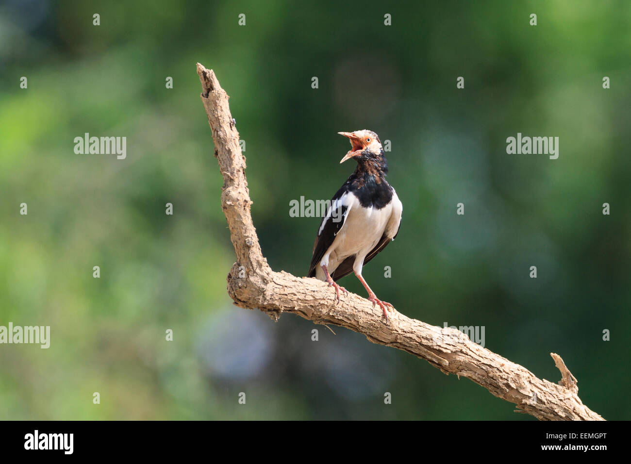 Asiatische Pied Starling (Gracupica Contra) thront auf Zweig. Laem Pak Bia. Thailand. Stockfoto