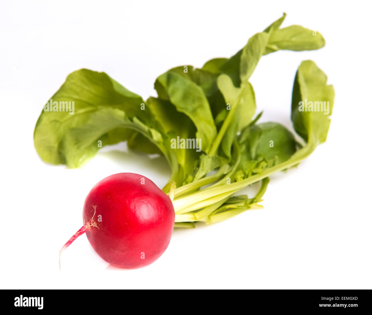 reif Radieschen Stockfoto