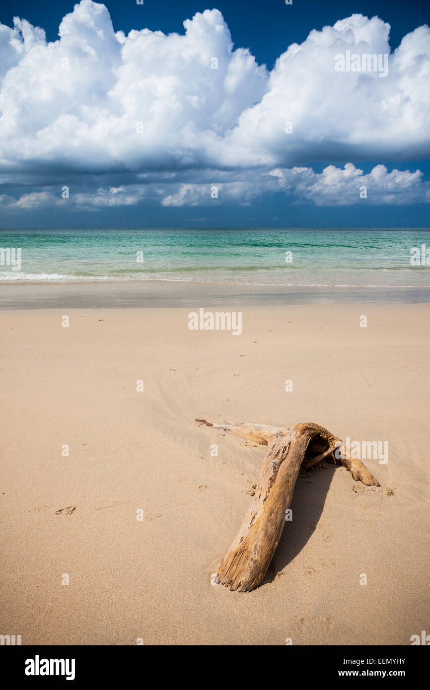 Strand-Treibholz und dunkelblauen Himmel Stockfoto