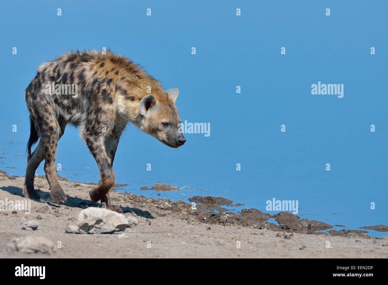 Entdeckt von Hyänen (Crocuta Crocuta), zu Fuß entlang einem Wasserloch, Etosha Nationalpark, Namibia, Afrika Stockfoto