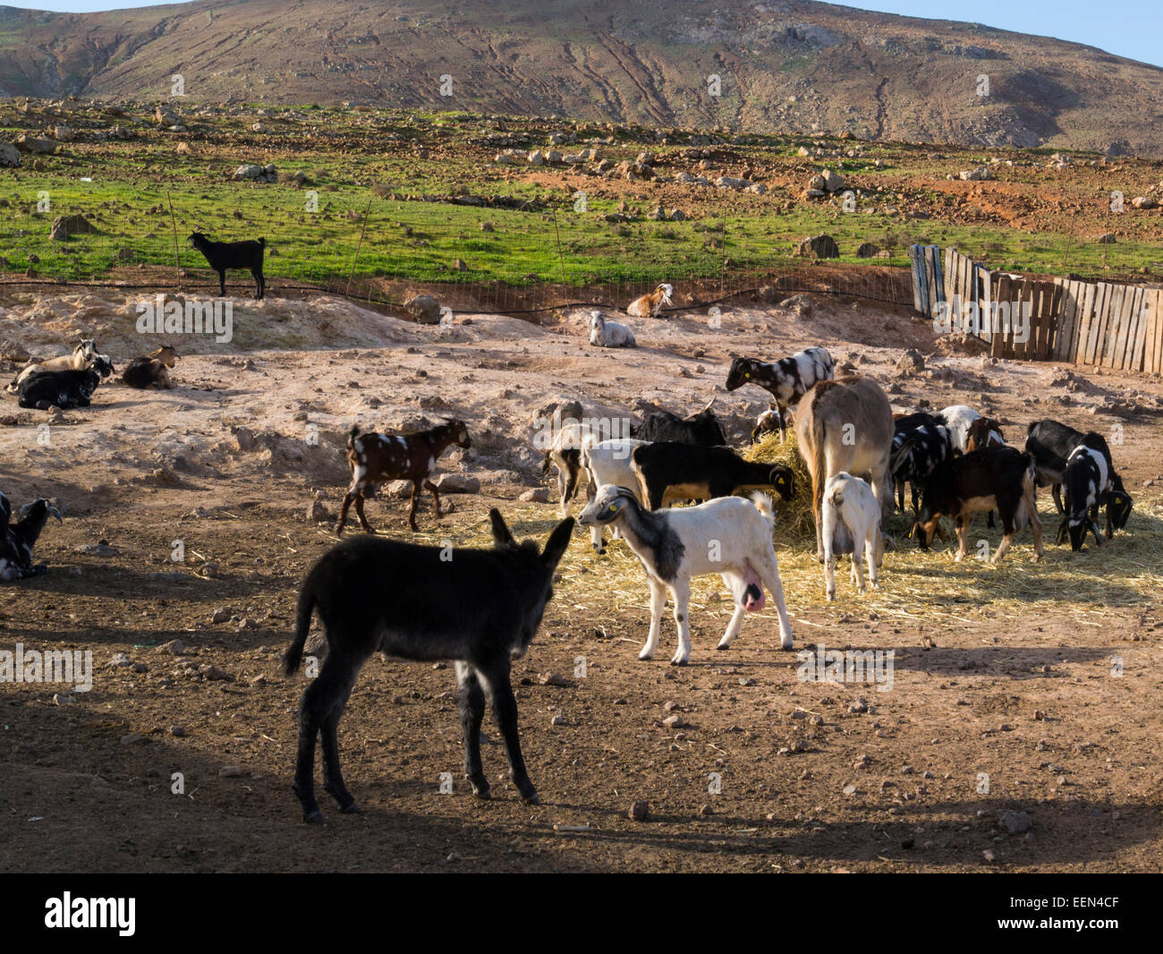 Tiere auf dem berühmten Käse Molkerei und Ziege Bauernhof namens Cumbres de Betancuria Fuerteventura Kanaren produziert leckeren lokalen Majorera-Käse Stockfoto
