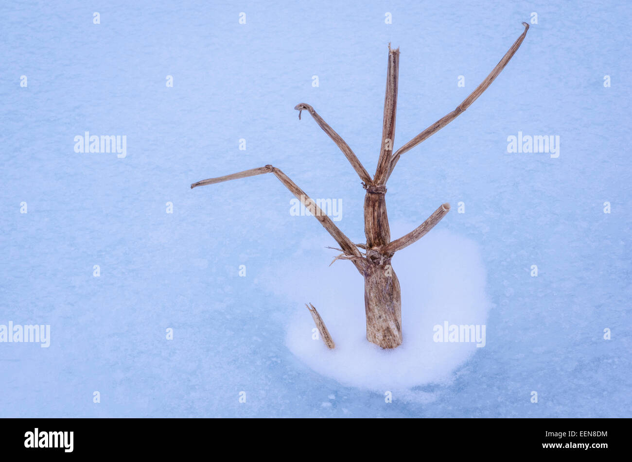 Skelett eines Toten Doldengewaechses im Eis, Hedmark Fylke, Norwegen-März 2012 Stockfoto