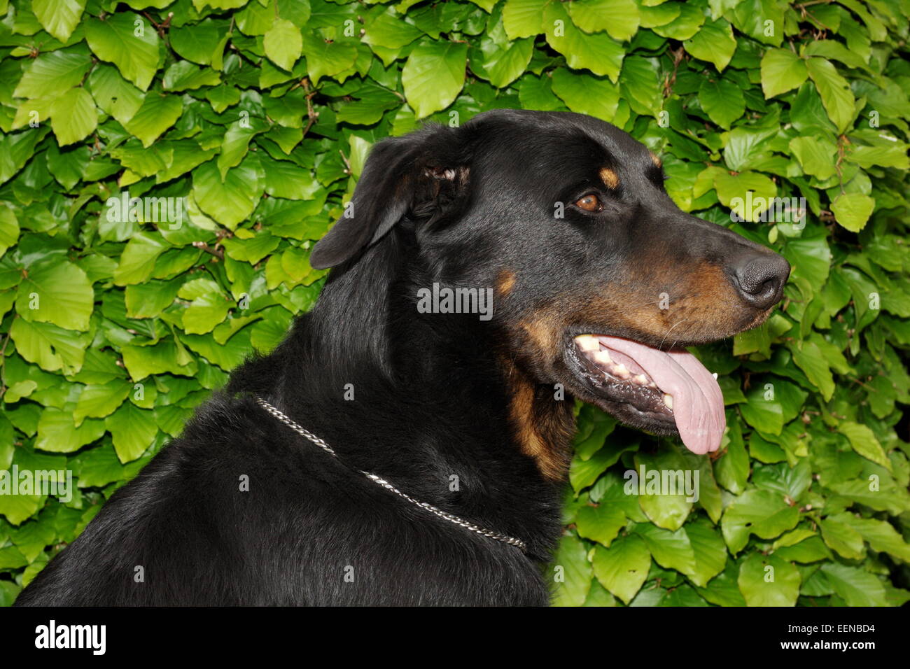 Beauceron Ruede 4 Jahre Portrait Vor Einer Hecke Stockfoto