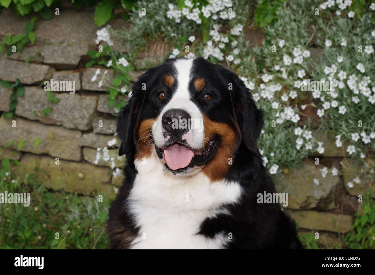 Porträt Berner Sennenhund Im Garten Vor Einer Mauer Mit Weißen Blumen Stockfoto