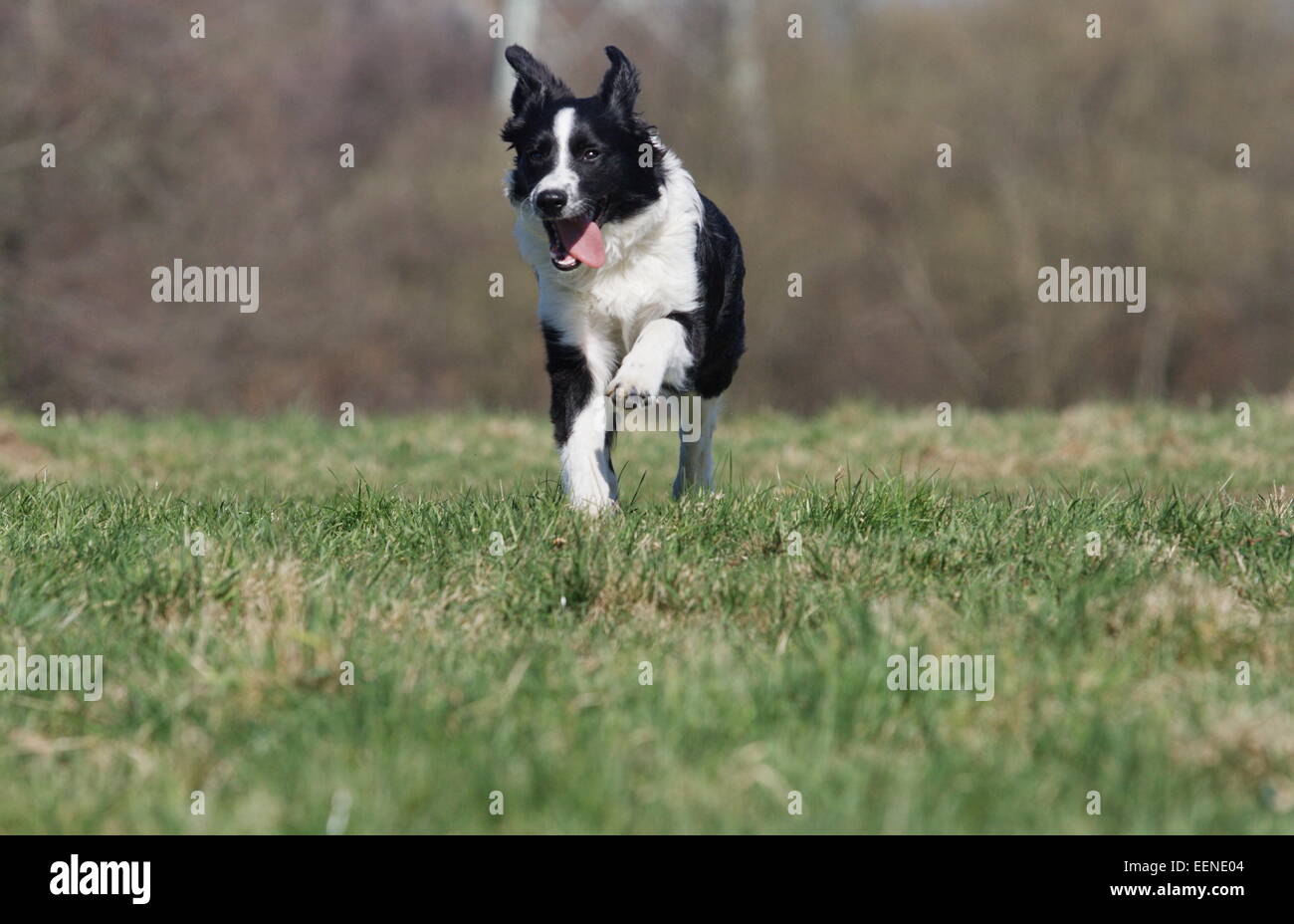 Junger Border Collie Rennt Über Die Wiese Stockfoto