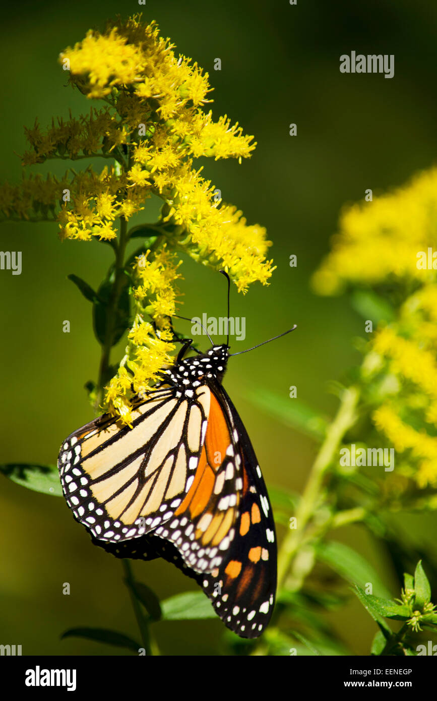 Monarch-Schmetterling hautnah Fütterung auf Goldrute Blumen. Stockfoto