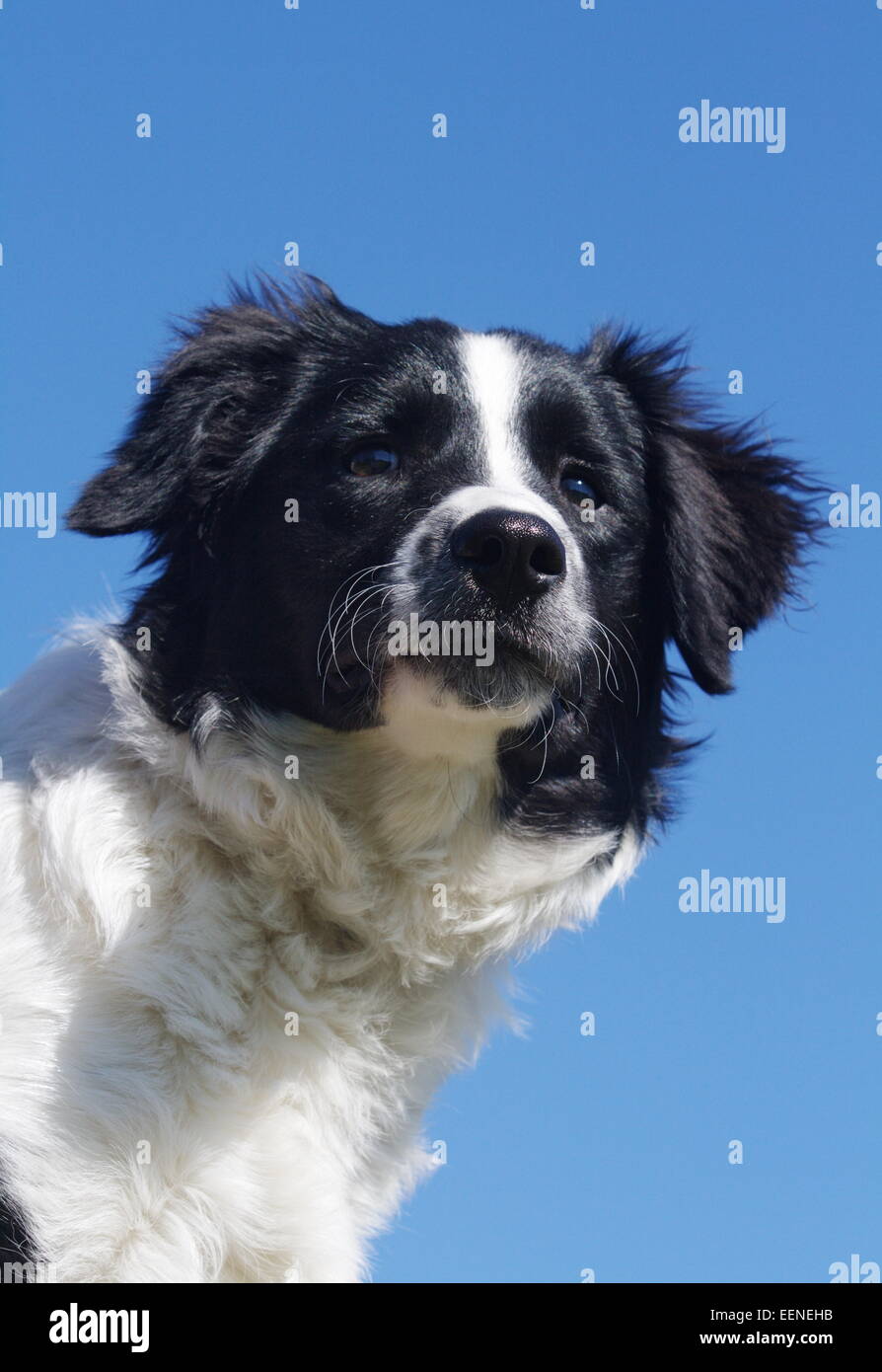 Border Collie Porträt am Blauen Himmel Stockfoto