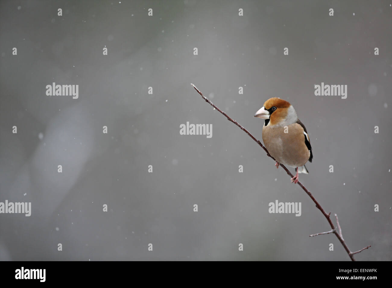 Kernbeißer Coccothraustes Coccothraustes, thront auf dünnen Zweig im Schnee Stockfoto