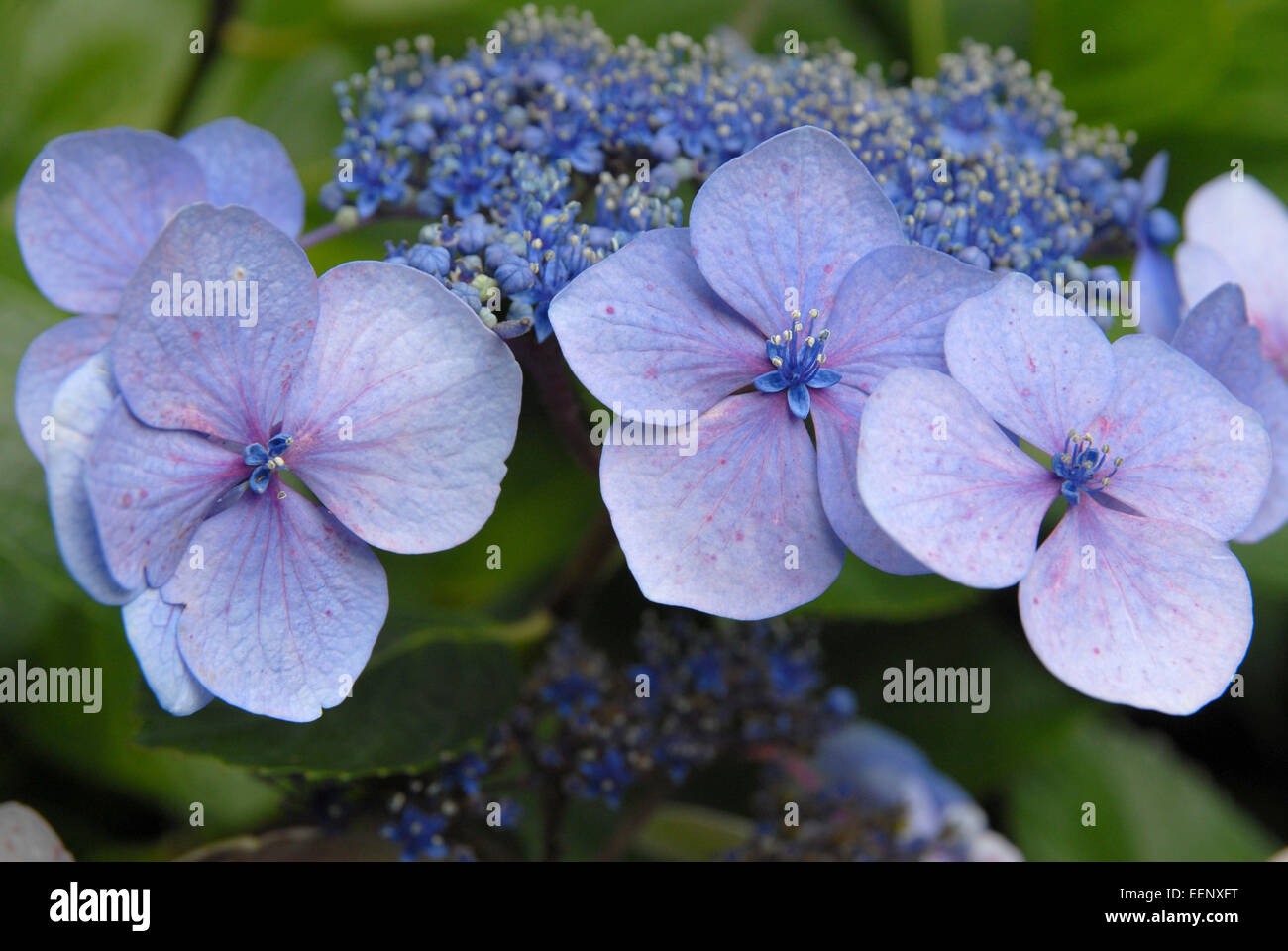 Lacecap-Hortensien blau Stockfoto