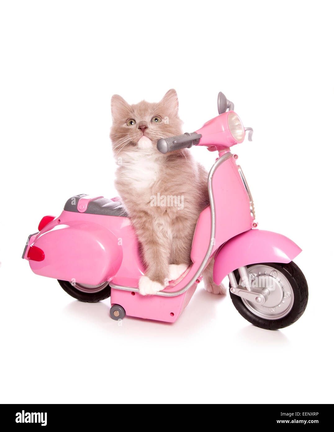 Ragdoll Kätzchen sitzen auf einem rosa Roller Studio Ausschnitt Stockfoto