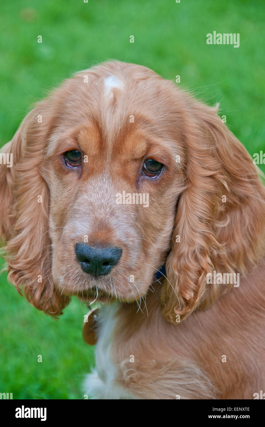 Goldene Cocker spaniel Stockfoto
