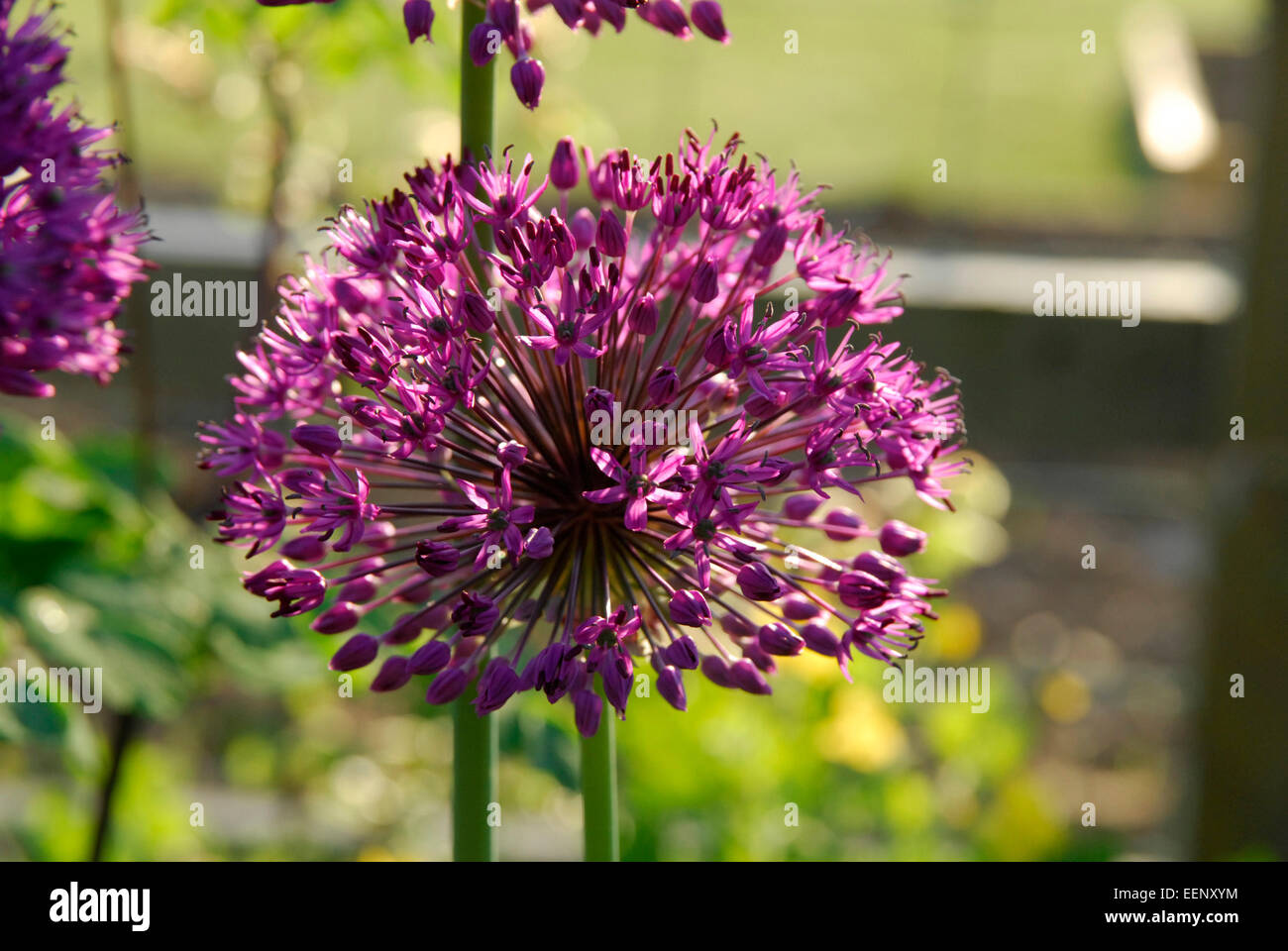 Allium Blumen vor einem grünen Hintergrund. Stockfoto