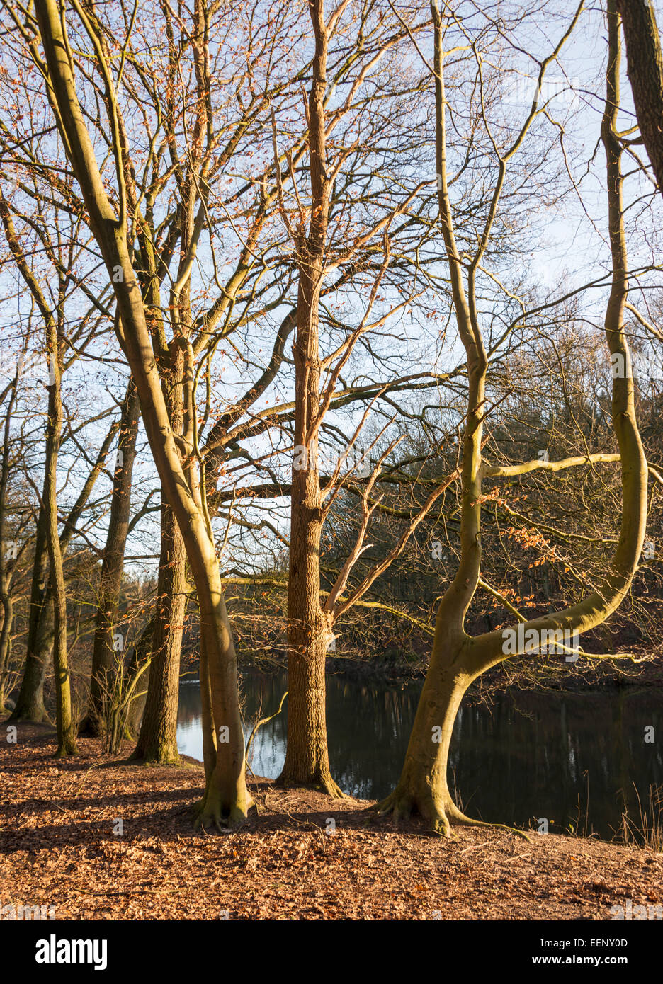 Winden-Bäume in der Dämmerung Sonne in der Nähe von dem kleinen Fluss im Winter Natur Stockfoto