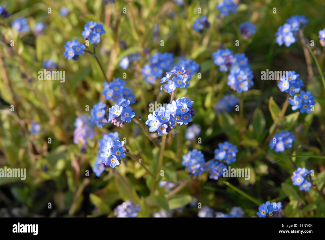 Vergiß mich nicht Blumen in einem walisischen Garten im Frühling und frühen Sommer Stockfoto