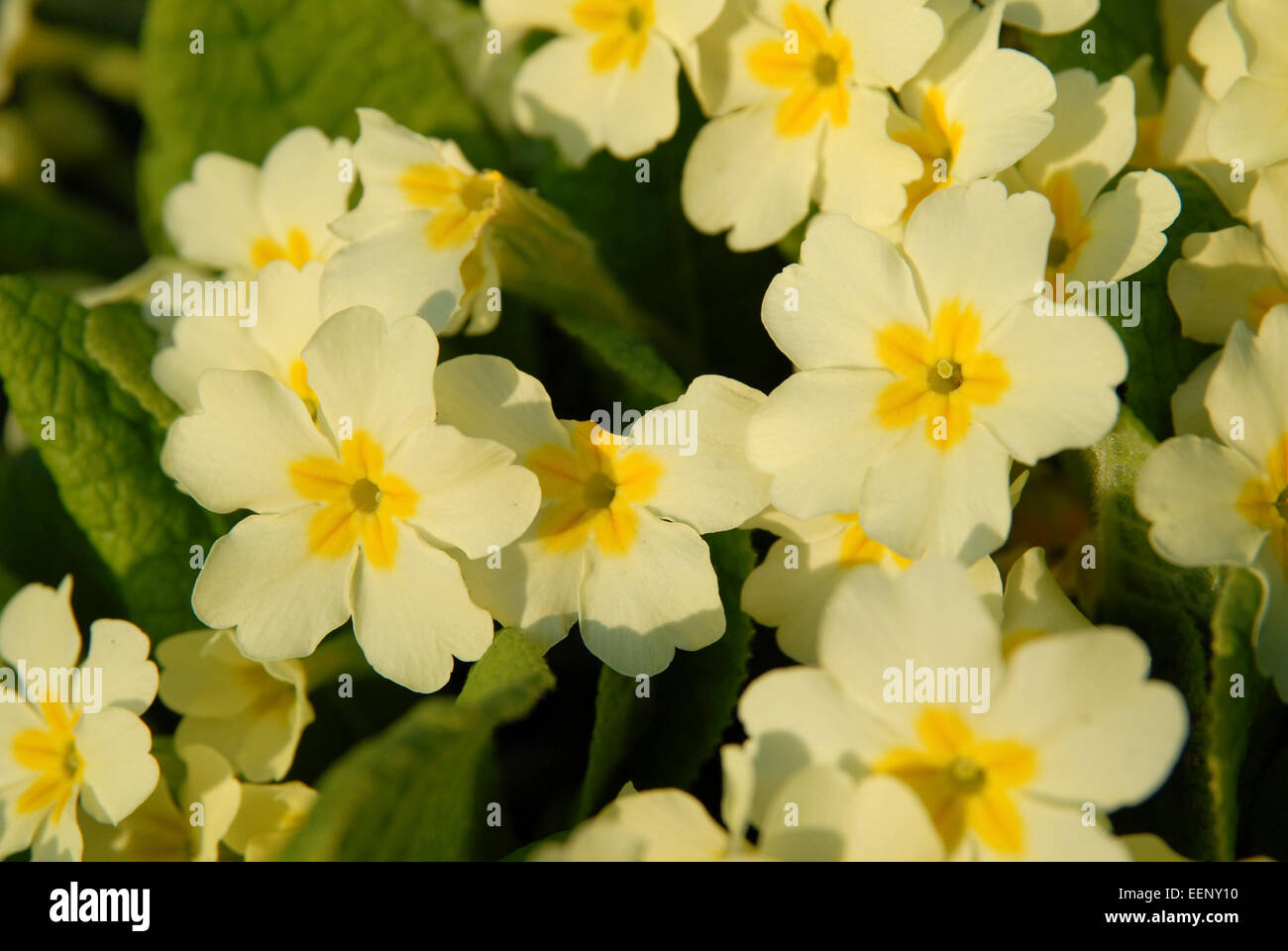 Nahaufnahme von Primrose Blumen in einem walisischen Garten im Frühjahr Stockfoto