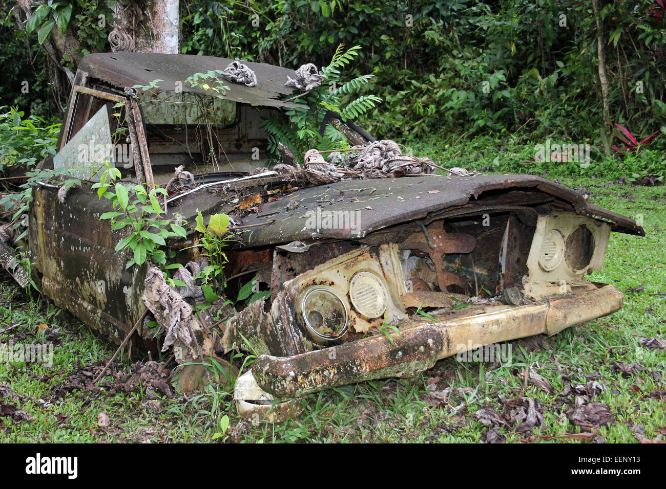 Altersschwachen rostigen alten Jeep J10-Pickup-Truck wird naturgemäß mit Farnen und Pflanzen, die von ihm zurückgefordert Stockfoto