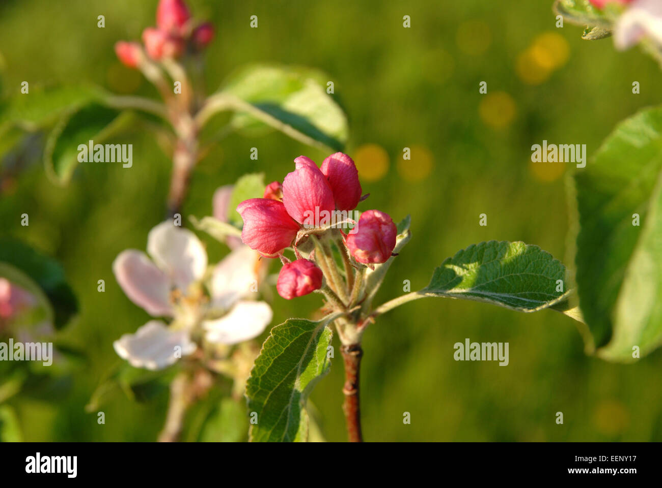 Hell rosa Apfelblüte im Frühlingsgarten in Wales, UK Stockfoto