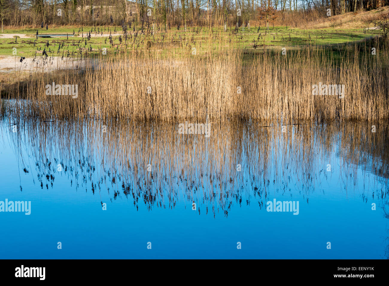 grünen Rasen an der Grenze des Flusses mit blauem Himmel Spiegelung im Wasser Stockfoto