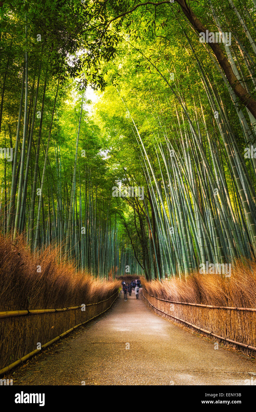 Die Arashiyama Bamboo Grove von Kyoto, Japan. Stockfoto