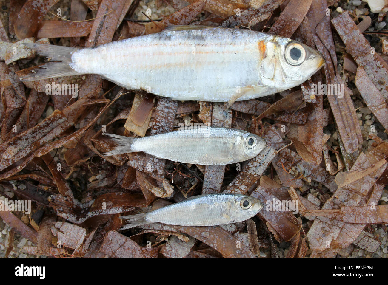 Sardinen angeschwemmt am Strand von Placencia, Belize Stockfoto