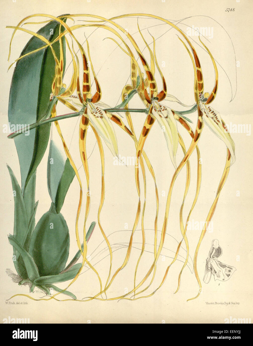 Brassia Arcuigera (als Brassia Lawrenceana var Longissima) - Curtis' 95 (ser. 3 Nr. 25) pl. 5748 (1869) Stockfoto