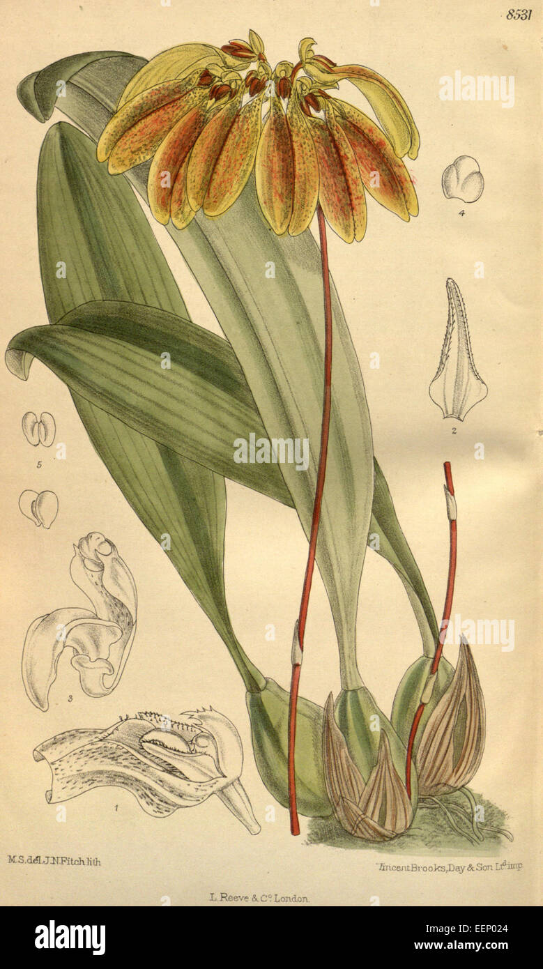 Bulbophyllum Mastersianum (als Cirrhopetalum Mastersianum) - Curtis' 139 (ser. 4 Nr. 9) pl. 8531 (1913) Stockfoto