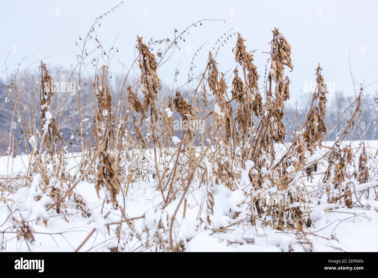 eingeführte Gräser und Löwenzahn unter geschmolzenem Schnee im Winter im Gebiet in der Nähe von Wald Stockfoto