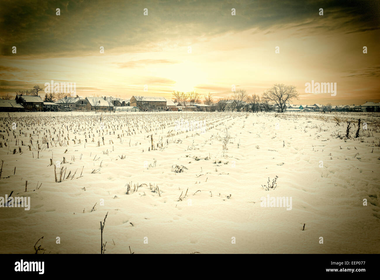 Ein Wintermärchen. Winterlandschaft mit verschneiten Landschaft Dorf neben Maisfeld bei Sonnenuntergang oder Sonnenaufgang in weiße Schneedecke bedeckt. Stockfoto