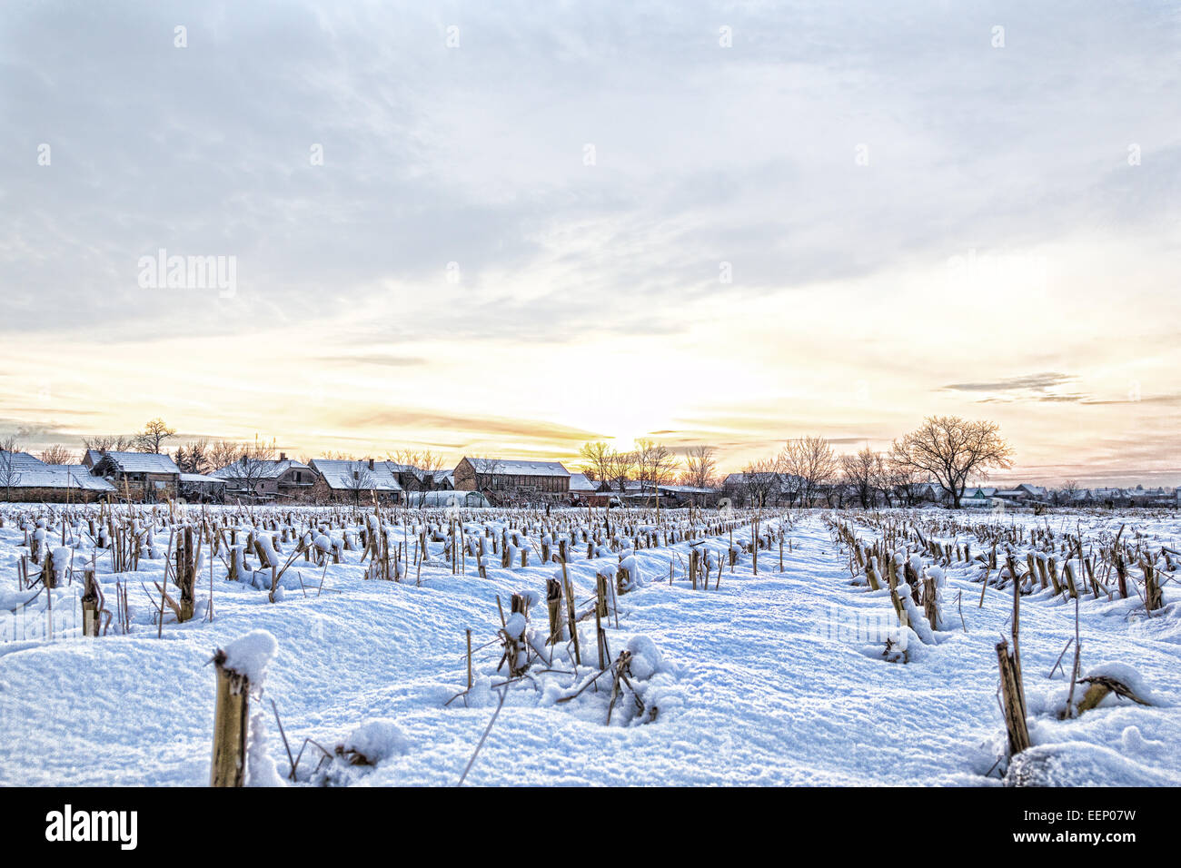 Ein Wintermärchen. Winterlandschaft mit verschneiten Landschaft Dorf neben Maisfeld bei Sonnenuntergang oder Sonnenaufgang in weiße Schneedecke bedeckt. Stockfoto
