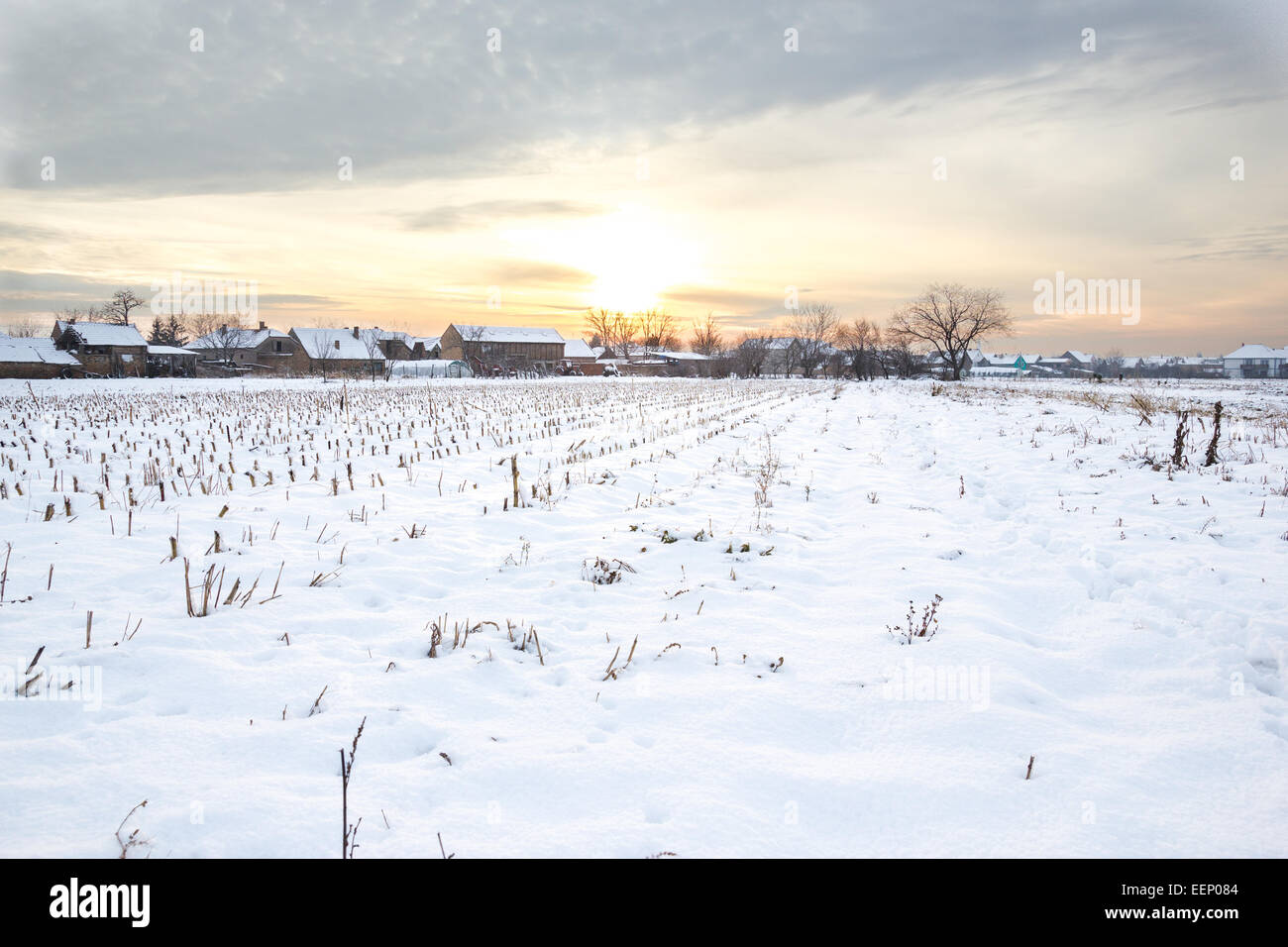Ein Wintermärchen. Winterlandschaft mit verschneiten Landschaft Dorf neben Maisfeld bei Sonnenuntergang oder Sonnenaufgang in weiße Schneedecke bedeckt. Stockfoto