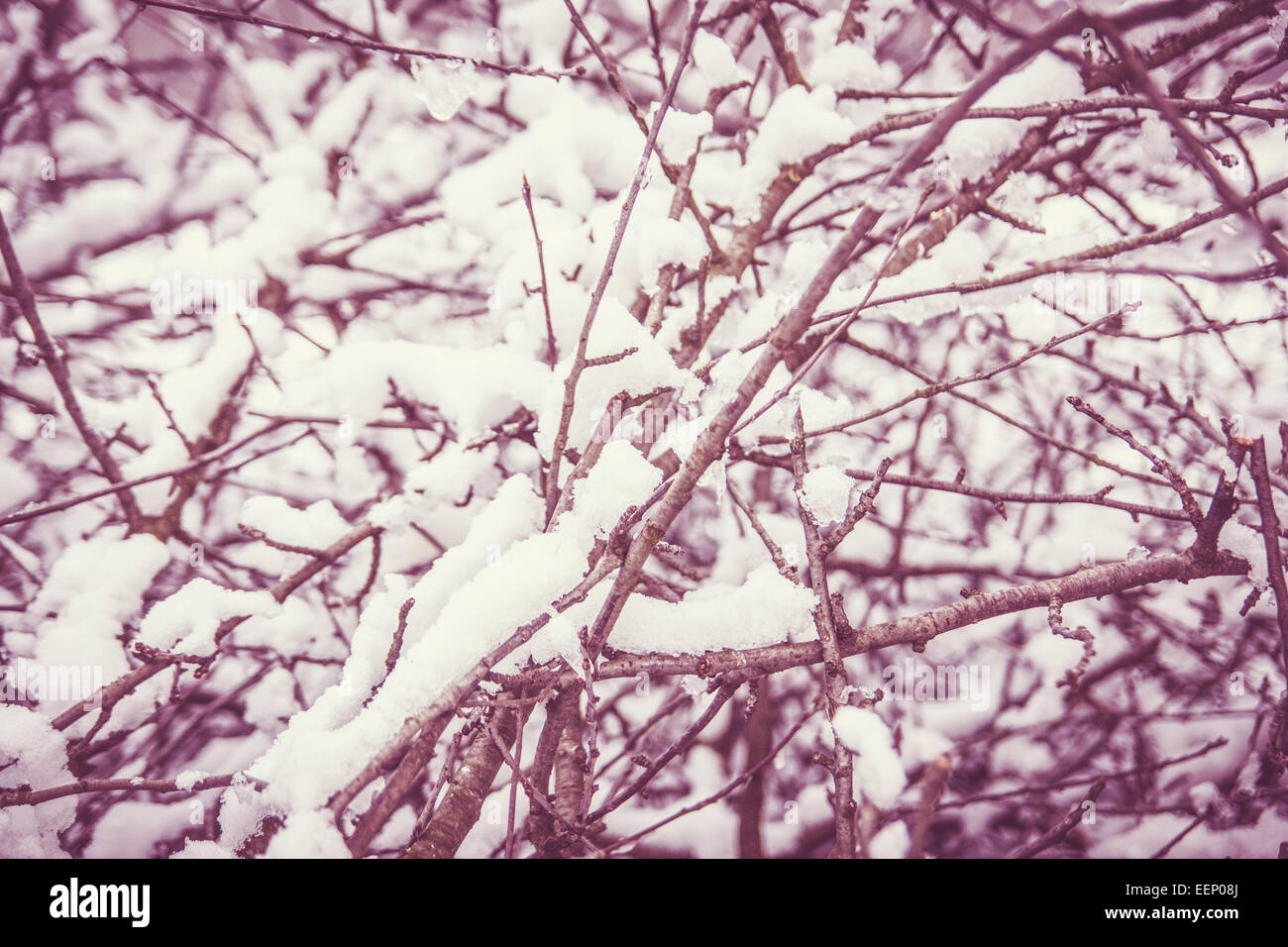 Schnee auf trockene Äste eines Baumes im Winterzeit Stockfoto